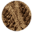 Biscuit